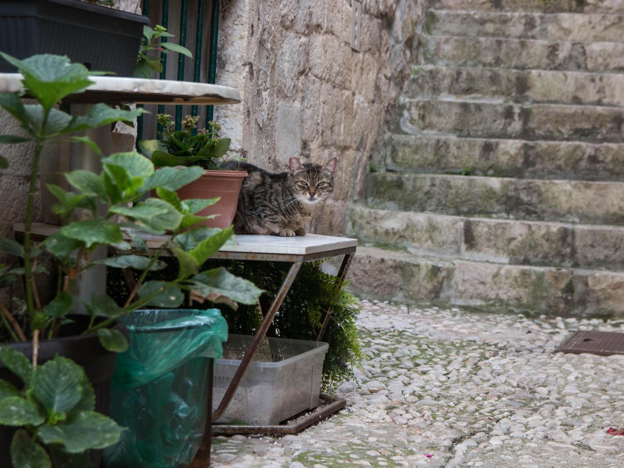 Belissima Ella * Dubrovnik